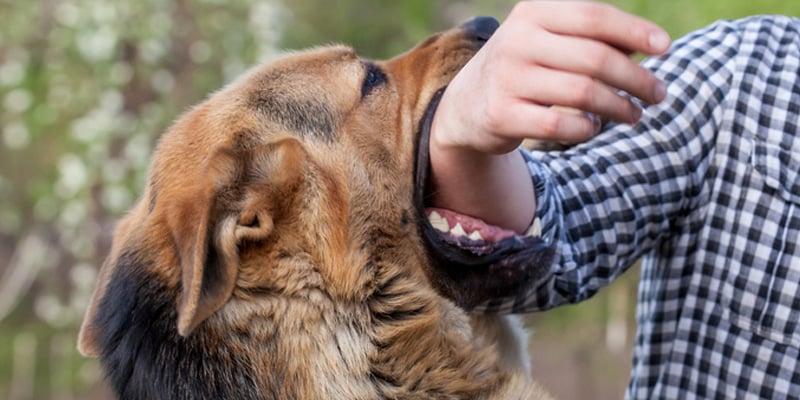 Dog Bite Lawyers